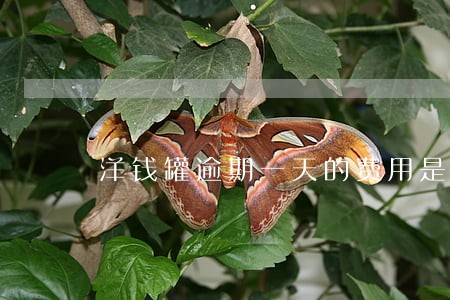 洋钱罐逾期一天的费用是多少 洋钱罐逾期一天的费用是多少