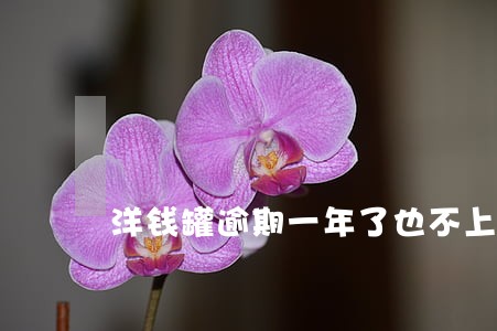洋钱罐逾期一年了也不上征信 洋钱罐逾期一年了也不上征信
