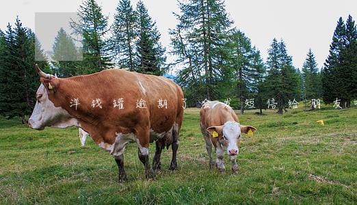 洋钱罐逾期了会发短信给朋友吗 洋钱罐逾期了会发短信给朋友吗