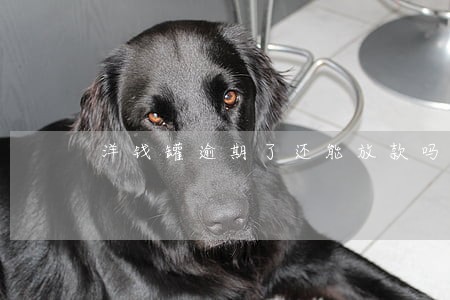 洋钱罐逾期了还能放款吗 洋钱罐逾期了还能放款吗