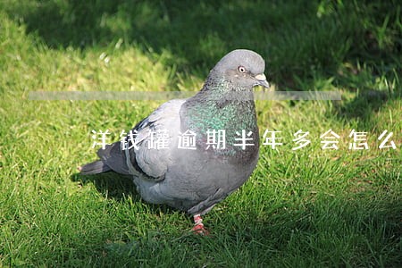 洋钱罐逾期半年多会怎么样 洋钱罐逾期半年多会怎么样