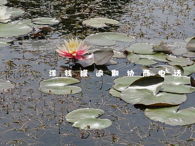 洋钱罐逾期协商电话 洋钱罐逾期协商电话