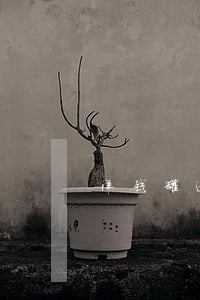 洋钱罐逾期反馈芝麻信用 洋钱罐逾期反馈芝麻信用