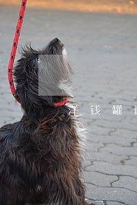 洋钱罐逾期可以申请减免违约金吗 洋钱罐逾期可以申请减免违约金吗