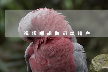 洋钱罐逾期可以销户
