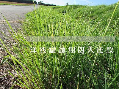 洋钱罐逾期四天还款 洋钱罐逾期四天还款