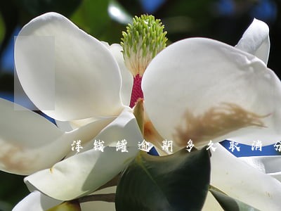 洋钱罐逾期多久取消分期 洋钱罐逾期多久取消分期
