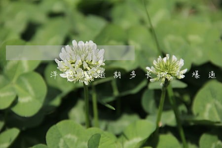 洋钱罐逾期多长时间爆通讯录 洋钱罐逾期多长时间爆通讯录
