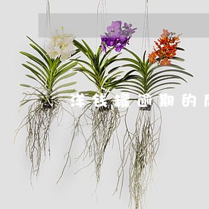 洋钱罐逾期的后果 洋钱罐逾期的后果
