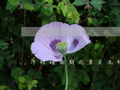 洋钱罐逾期说要走流程是什么意思