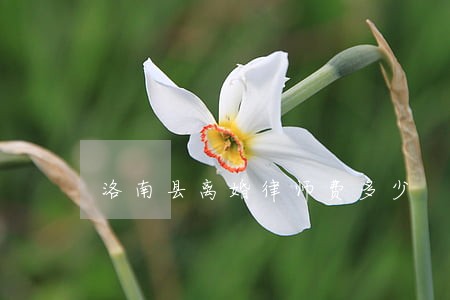 洛南县离婚律师费多少 洛南县离婚律师费多少