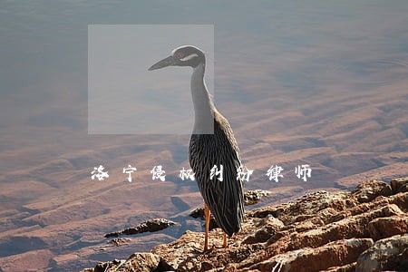 洛宁侵权纠纷律师 洛宁侵权纠纷律师