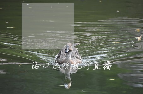 洛江法院执行直播 洛江法院执行直播