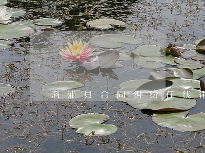 洛浦县合同纠纷在线律师咨询 洛浦县合同纠纷在线律师咨询