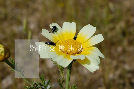 洛阳交警违法 洛阳交警违法