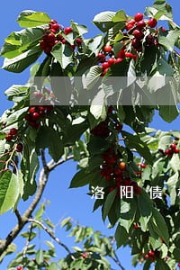 洛阳债权债务律师多少钱 洛阳债权债务律师多少钱