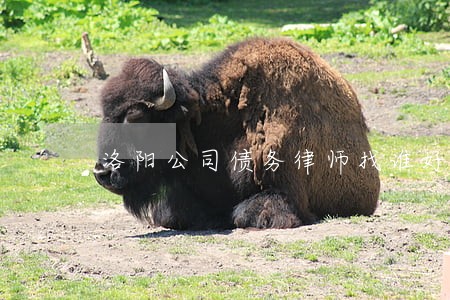 洛阳公司债务律师找谁好 洛阳公司债务律师找谁好