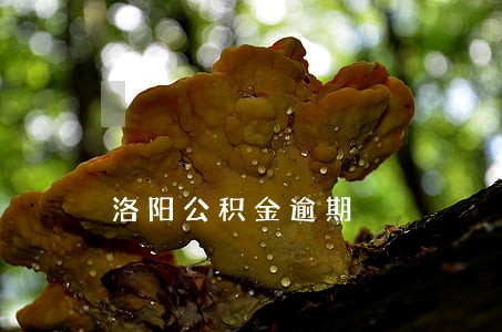 洛阳公积金逾期