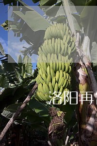 洛阳再富法律咨询 洛阳再富法律咨询