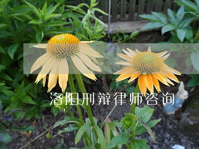 洛阳刑辩律师咨询 洛阳刑辩律师咨询