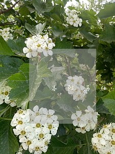 洛阳历任司法局长