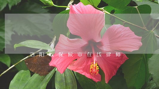 洛阳取保候审在线律师 洛阳取保候审在线律师