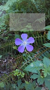 洛阳市中级人民法院种子案 洛阳市中级人民法院种子案