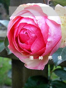 洛阳市法院田宏铎简介 洛阳市法院田宏铎简介