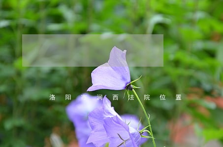 洛阳市涧西法院位置 洛阳市涧西法院位置