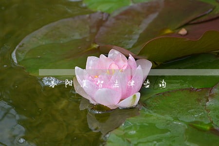 洛阳汉智法律咨询 洛阳汉智法律咨询