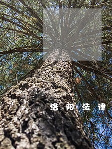 洛阳法律咨询热线电话 洛阳法律咨询热线电话