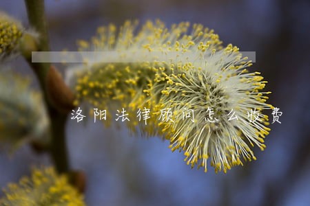 洛阳法律顾问怎么收费 洛阳法律顾问怎么收费