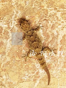 洛阳法院检察院电话 洛阳法院检察院电话