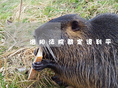 洛阳法院裁定谭利平
