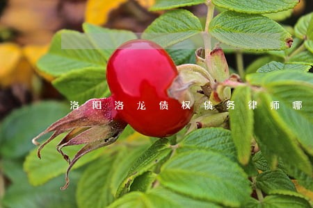 洛阳洛龙债权债务律师哪个好 洛阳洛龙债权债务律师哪个好