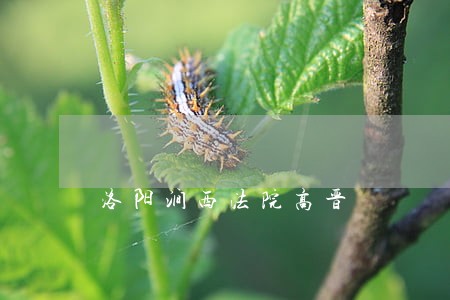 洛阳涧西法院高晋