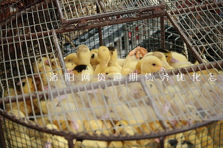 洛阳网贷逾期债务优化怎么收费 洛阳网贷逾期债务优化怎么收费
