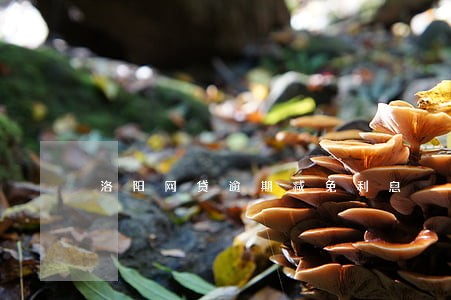 洛阳网贷逾期减免利息 洛阳网贷逾期减免利息
