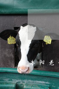洛阳老城区债务律师咨询 洛阳老城区债务律师咨询