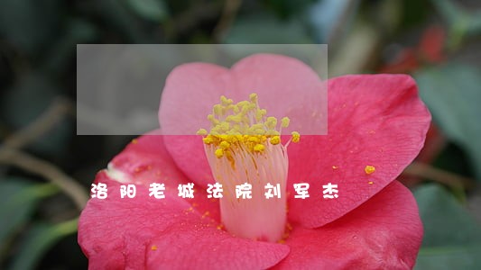 洛阳老城法院刘军杰 洛阳老城法院刘军杰