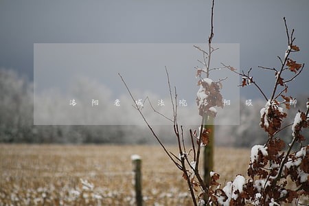 洛阳老城法院洛阳银行柳琴 洛阳老城法院洛阳银行柳琴