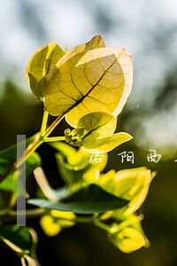 洛阳西工法院执行李凯 洛阳西工法院执行李凯