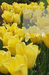洛阳超车车祸事故诉讼时间 洛阳超车车祸事故诉讼时间