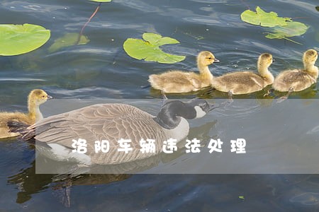 洛阳车辆违法处理 洛阳车辆违法处理