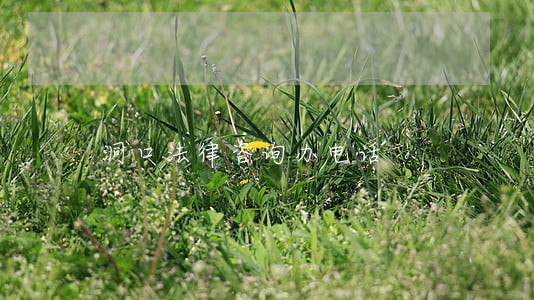 洞口法律咨询办电话 洞口法律咨询办电话