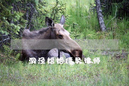 洞泾婚姻债务律师 洞泾婚姻债务律师