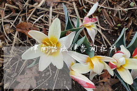 津南区法律咨询在线 津南区法律咨询在线