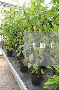 津通卡逾期有什么后果 津通卡逾期有什么后果
