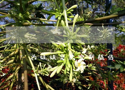 洪娃娃贷款逾期短信 洪娃娃贷款逾期短信