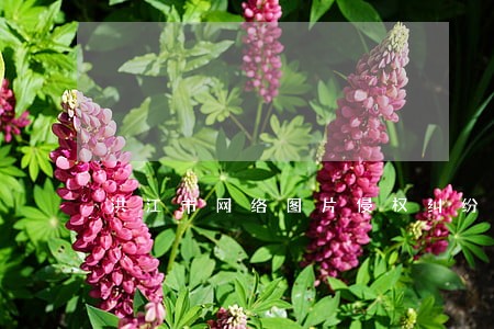 洪江市网络图片侵权纠纷处理律师